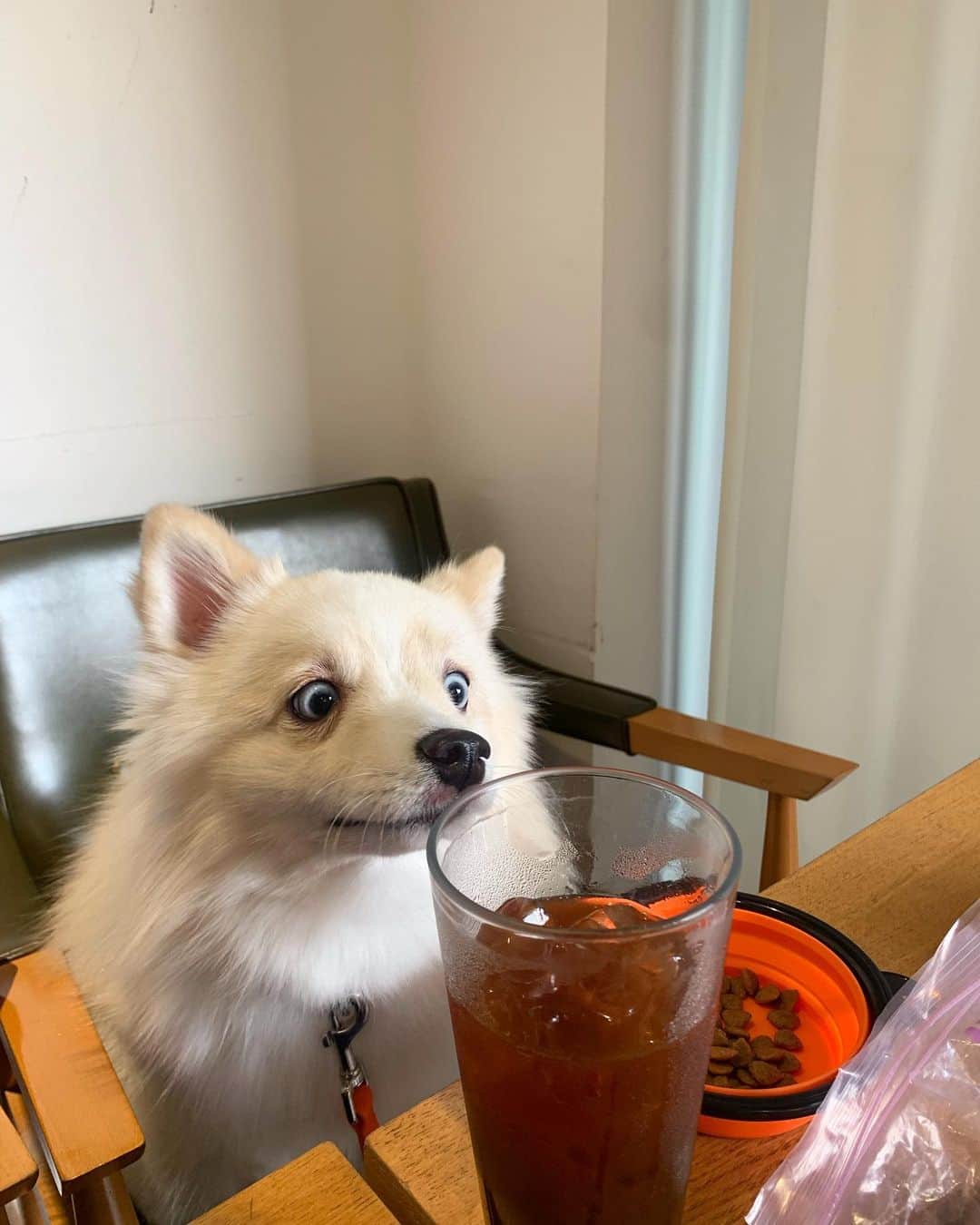 ト・サンウのインスタグラム：「커피 🐶」