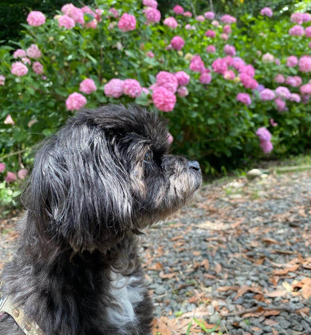 白木優子のインスタグラム：「アジサイ見に行ってきたよ🐕‍🦺 #愛犬 #ワンコ #family #dog  #チワプー #チワプー男の子  #あじさい  #アジサイ」