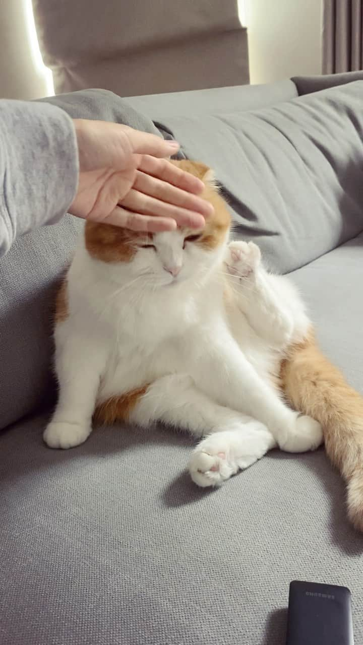 Nana _The Scottish Foldのインスタグラム：「Paw-stopping head massage 💆🏻‍♀️  . 젤리도 잊을정도의 아침 두피맛사지 맛집이라옹😽 . . . #고양이 #猫 #ねこ #スコ #cat #cats #catstagram #catsofinstagram #instagramcats #instacat #bestmeow #catoftheday #catsofworld #catsloversworld #catsofday #냥스타그램 #또앙 #귀여워 #냥이 #caturday #gatos #cats_of_instagram #ilovemycat #catselfie #kittensofinstagram #kittens #catsdaily #kucing #고양이집사 #고양이스타그램」