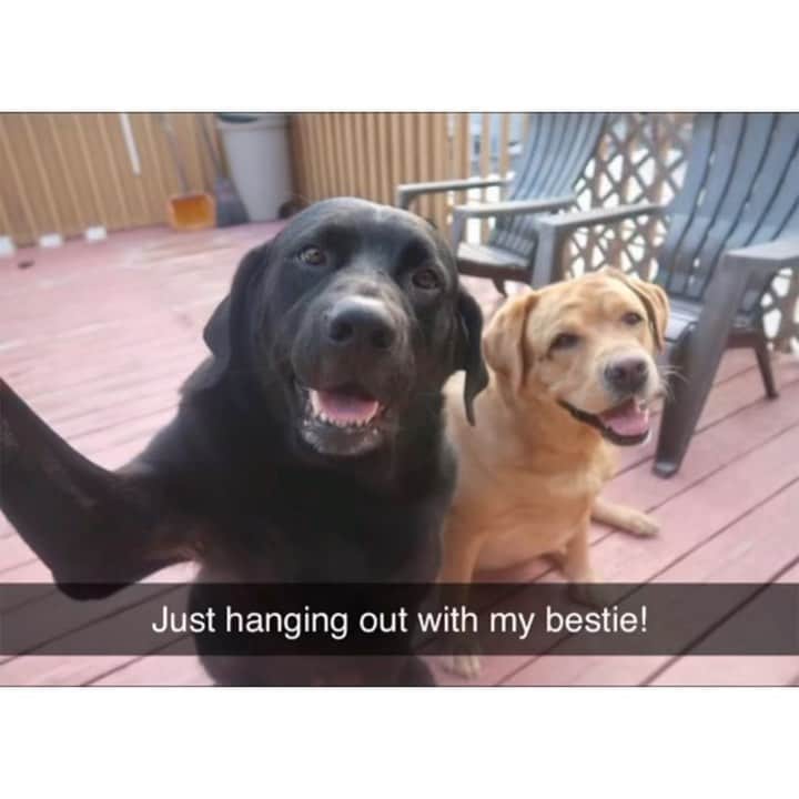 BarkBoxのインスタグラム：「LOOK AT THESE TWO BEST FRIENDS, JAKE AND GINGER. HAPPY NATIONAL BEST FRIEND DAY - BE LIKE JAKE AND GINGER, NICE, LOVING, KIND. U KNOW.  🤟 💅 🤸‍♀️ 🧡 💓 💫 💥 TAG UR BFF BELOW AND TELL US WHY U THINK THEY'RE COOL   @jake_n_ginger  #barkbox #bestfriendday」