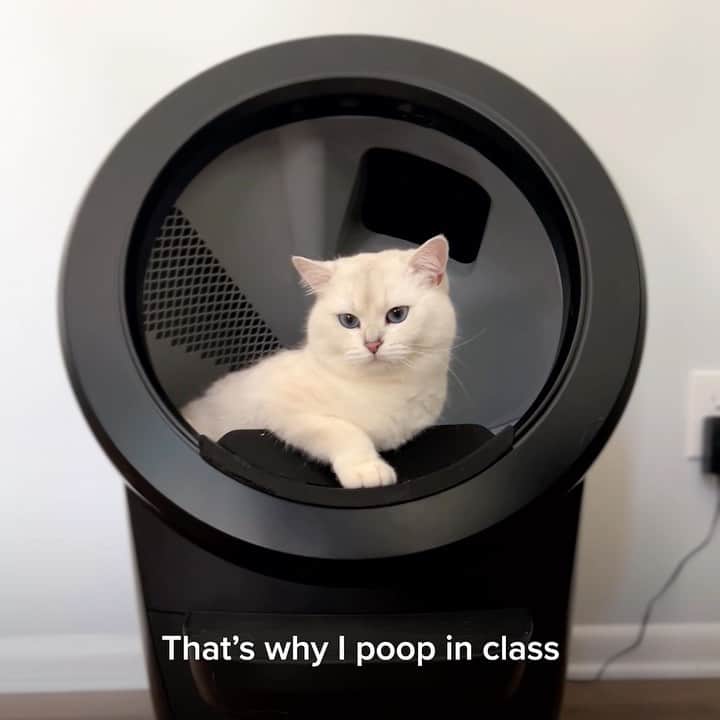 のインスタグラム：「I enjoy the finer things in life — like the new @thelitterrobot 4. It automatically cleans my business, because no one likes getting their paws dirty. And an app tracks waste and litter levels, so my humans never forget to keep things how I like them. Learn more at the link in bio. #LitterRobotPartner」