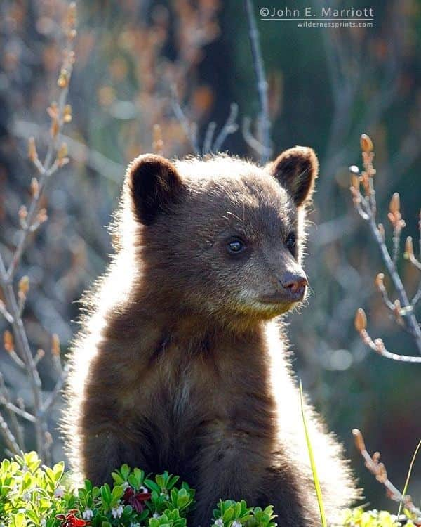 Bearsさんのインスタグラム写真 - (BearsInstagram)「This cutely cute bear cub to brighten up everyone's day. 🐻💗  📸 Credits to @johnemarriott  #bear #bears #bearcub #cub #animal #animals #saveourbears #bearlove #savetheanimals #love #cute #sweet #adorable #nature #photo #wildlife #photography #wildlifephotography #lovely #animallove #belovedbears」6月9日 16時54分 - belovedbears