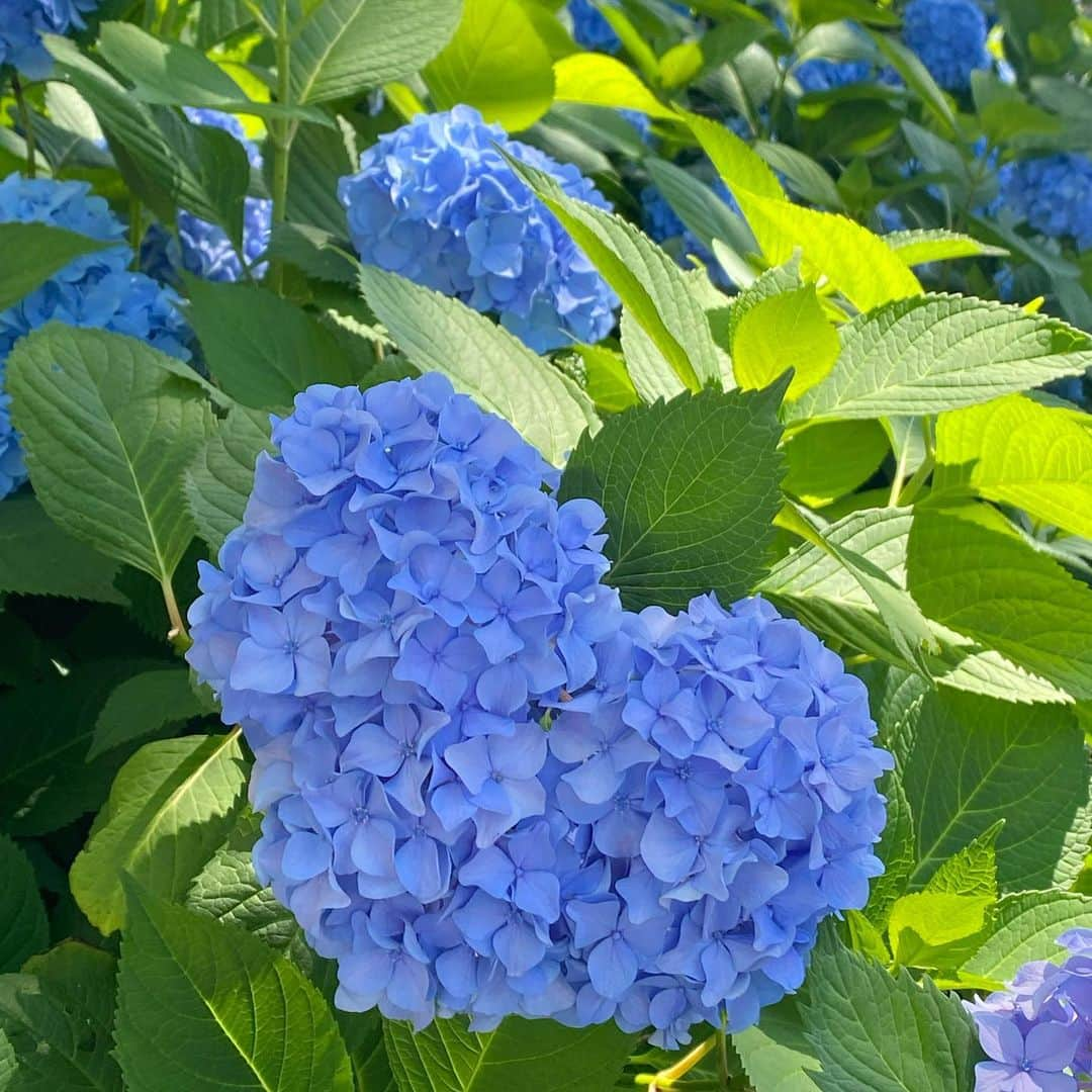 澤野井香里のインスタグラム