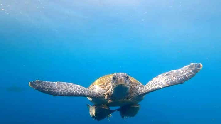 のインスタグラム：「奄美大島で出逢ったウミガメさま🐢💓 ⁡ おなかに2匹、コバンザメがくっついてんの笑 可愛い♡笑 ⁡ 2匹が綺麗にくっついてるから、ウミガメが手をピンって伸ばしてる時飛行機に見える✈️👀 ⁡ 私だけかな？笑 ⁡ 海の色もめっちゃ綺麗💙 また行きたいなぁ☺️ ⁡ #奄美大島 #ウミガメ #コバンザメ」