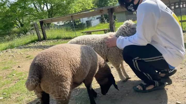 田丸匠のインスタグラム：「動物可愛すぎなんよ...」