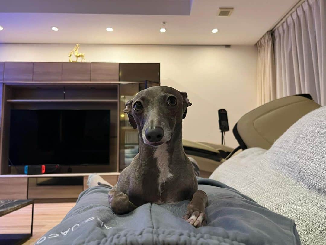 小倉優香のインスタグラム：「特等席🐶  #イタグレ #italiangreyhound #リリ#小倉ゆうか」