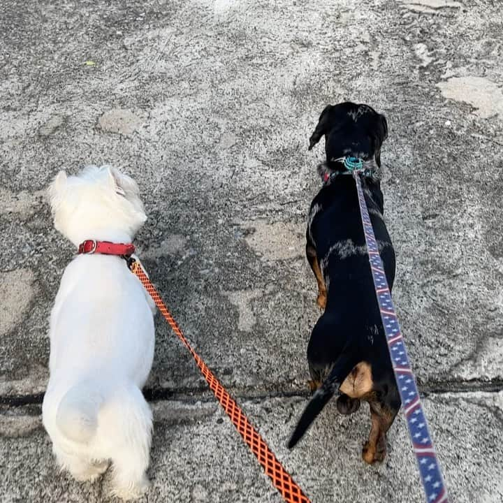 Hoykong&Plamuekのインスタグラム：「Walk Walk Walk Burn the energy 😅   #dachshundofinstagram #doxiesofinstagram  #kg_doxie #คั่วกลิ้งไส้กรอก #ปลาหมึกคั่วกลิ้ง #dachshund #kuaglingdoxie #westiegram #plamuek_westies」