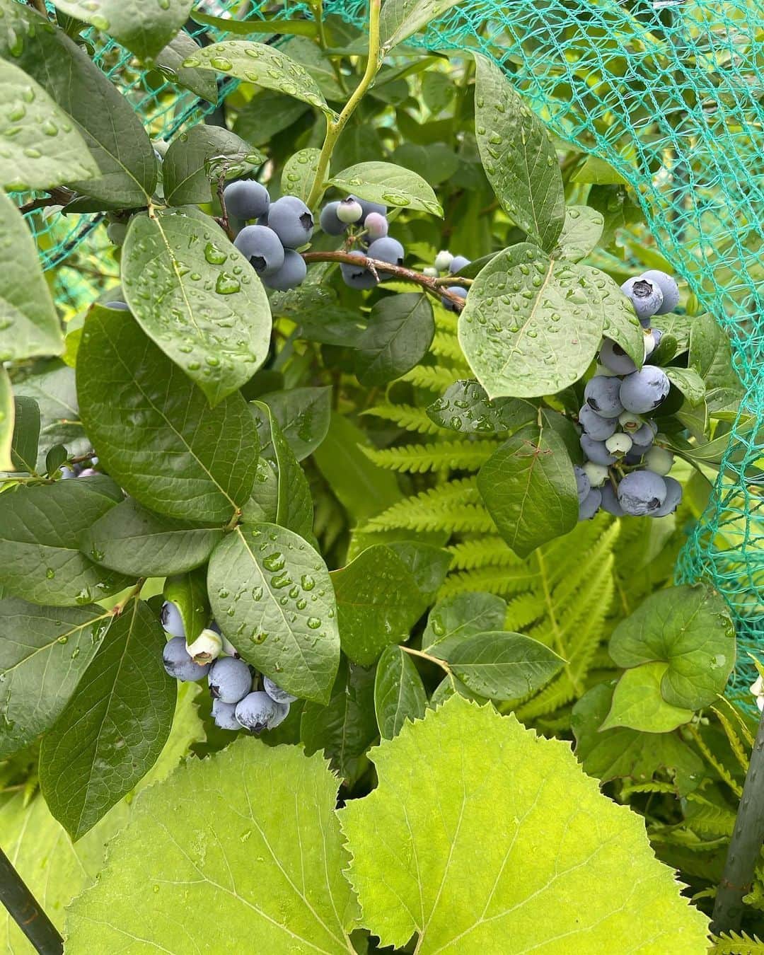 志田彩良のインスタグラム：「みんなで祖母の畑をお手伝い🌱 たまねぎ、ブルーベリー、胡瓜、茄子、パクチー、 などなど。。沢山収穫出来ました‼︎  楽しかった〜〜  最後の動画はいとこが撮ってくれました🫐」