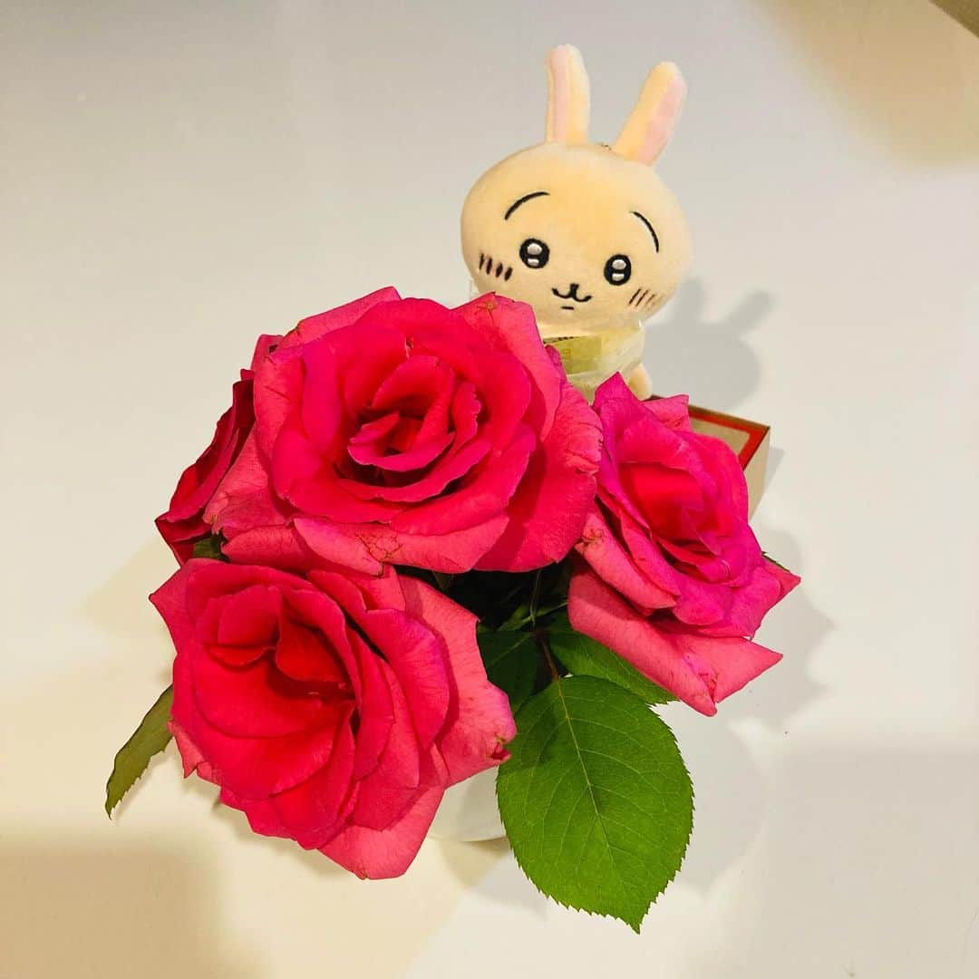 碧波彩のインスタグラム：「なかなかお花をいただく事はないけれど、いただいた時はその瞬間を写真に納めたいよねっ ということで、パシャパシャ撮ってました。 ピンクの薔薇かわいい。 ピンクといえば....  7/1(金)〜3(日) 劇団宴魂プロデュース公演 舞台 『俺たちの戦いが終わらない！』 前売り¥3500 当日¥4000 配信¥2500 場所:参宮橋トランスミッション ・7/1(金)：18：30～ ・7/2(土)：14：00～18：30～ ・7/3(日)：13：00～17：00～  戦隊モノのお話で、私は桃生ハルカ役。 えっっ悪の女幹部じゃないの？？！っていう反応が多いですが、戦隊モノ、ピンクを心して演じます。 #ちいかわ　#chiikawa  #薔薇　#花　#flower #hero #戦隊  #舞台　#actor  #action」