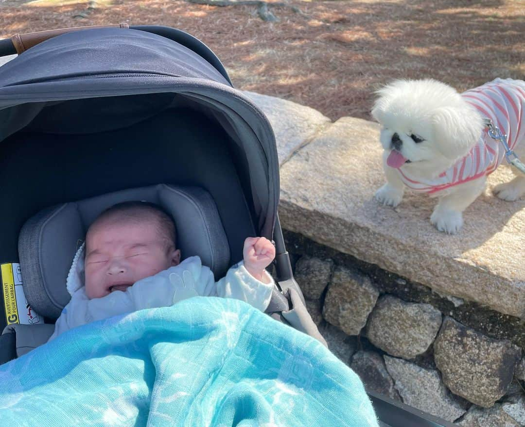 こなつのインスタグラム：「🐶💬泣かないで〜🥹💕 一緒にお散歩してちょっとずつお外に慣れようね🐾  過去pic📸🌸」