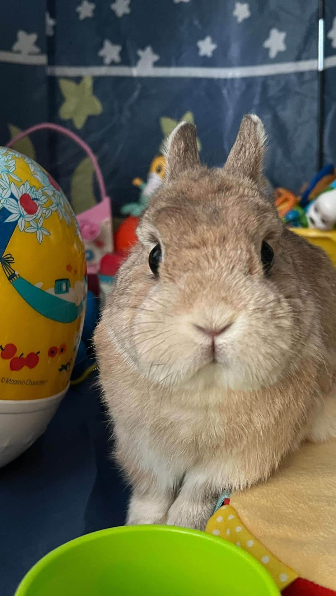 うー & なー ❤️ウチムラのインスタグラム：「* アンちゃんはどこ？？✨  🐰「あのチビ、散らかしすぎじゃないーっ？！」 子どもの散らかしたテントの中で、 ぬいぐるみかのようにまぎれて遊んでいたアン❣️」