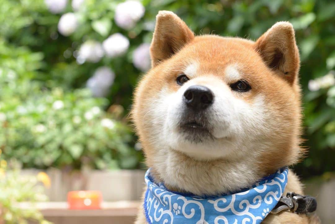 Ryujiのインスタグラム：「Good morning.😄 What happened with your gloomy face❓ Are you saying that your life is not going well❓ It's finally time to realize that your life seems to be going well thanks to people who supported you behind your back. You are lucky to notice that. Life may be very short when you look back. If you want to say thank you to them, now is the time.🥸 おはようございます🍞 浮かない顔してちゃいけないぜ 人生振り返ったらあっと言う間かもよ きみをこれまで支えてくれてたすべての人や動物にありがとうって言うなら、今をおいて他にないぞ🥸 #焼き上がりました#黒胡麻パン#悩み相談員#慰めない男#あじさいのバック#いぶし銀#お父さんありがとう#pancakes#macho#father#daddy#nowisthetime#nakedgeneral#goodmorning#おはよう」