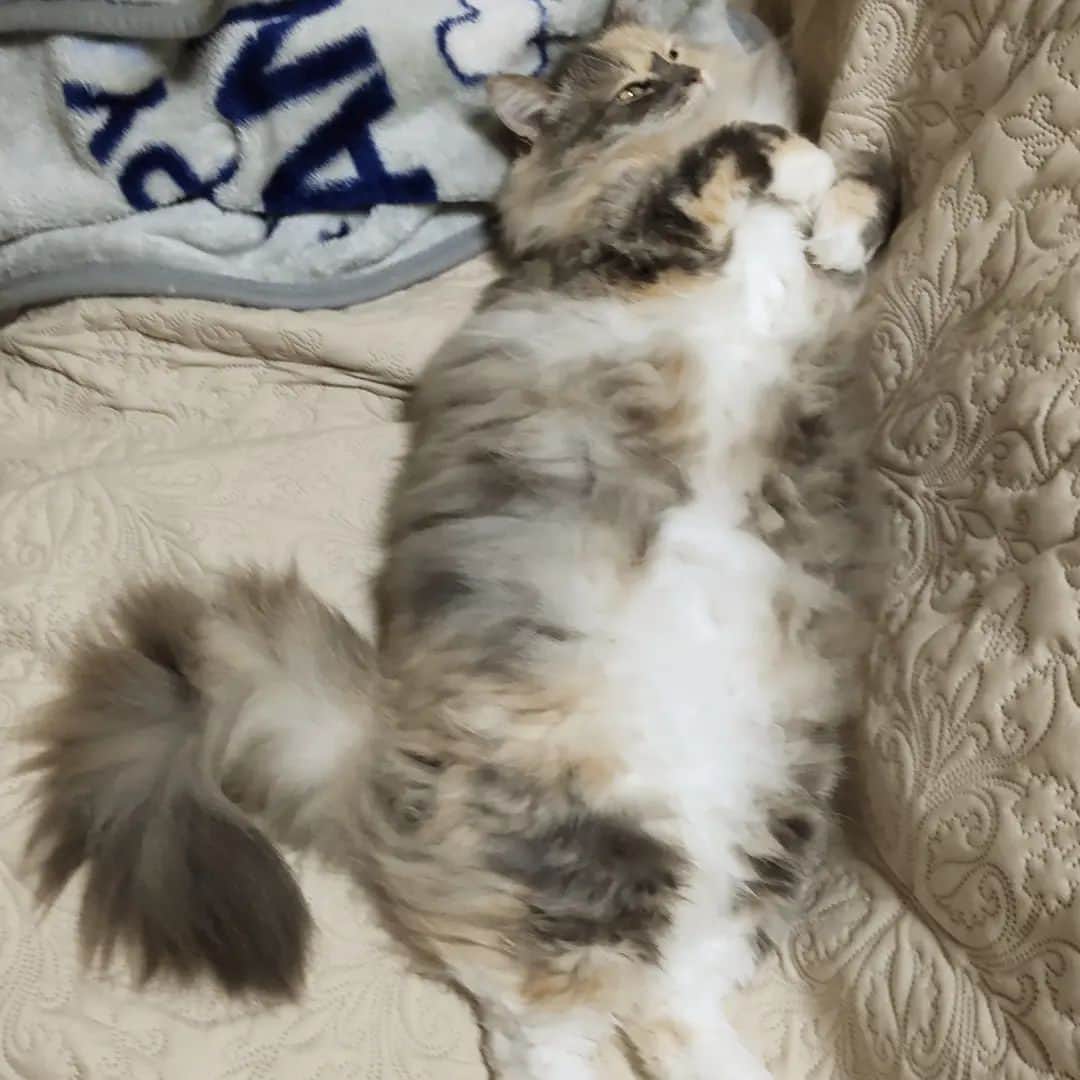 のインスタグラム：「あさりちゃん♥ #猫 #ねこ #ネコ #もふもふ猫 #もふもふ部」