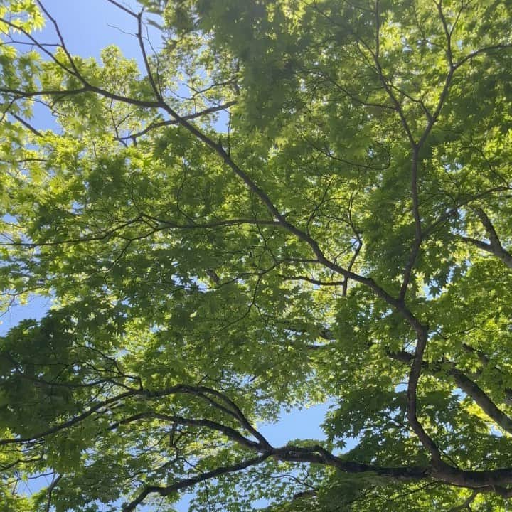 角谷暁子のインスタグラム：「一生こんな陽気の日が続けばいいのにな、の日の木漏れ日をお裾分けします🍃🍃」