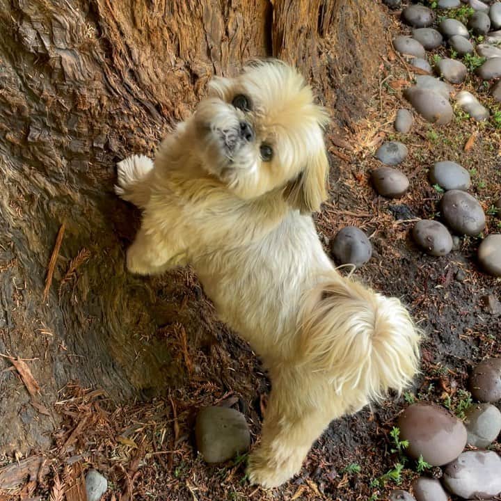 Dougie the Shih Tzuのインスタグラム：「Squirrels are the worst.  #fridaymomentofzen」