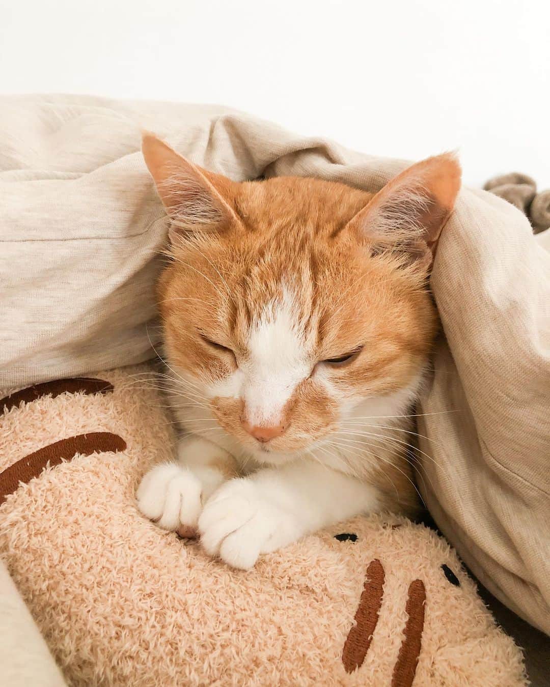 音羽紀香（のんちょ）のインスタグラム：「最近いつも寝てる時に よだれを垂らしてるみーちゃんです🐈笑  そんなとこもかわいい🤤♡   #おやばかねこ部 #ねこのいる生活 #ねこ #ねこと暮らす  #猫のいる暮らし #ねこ好き」