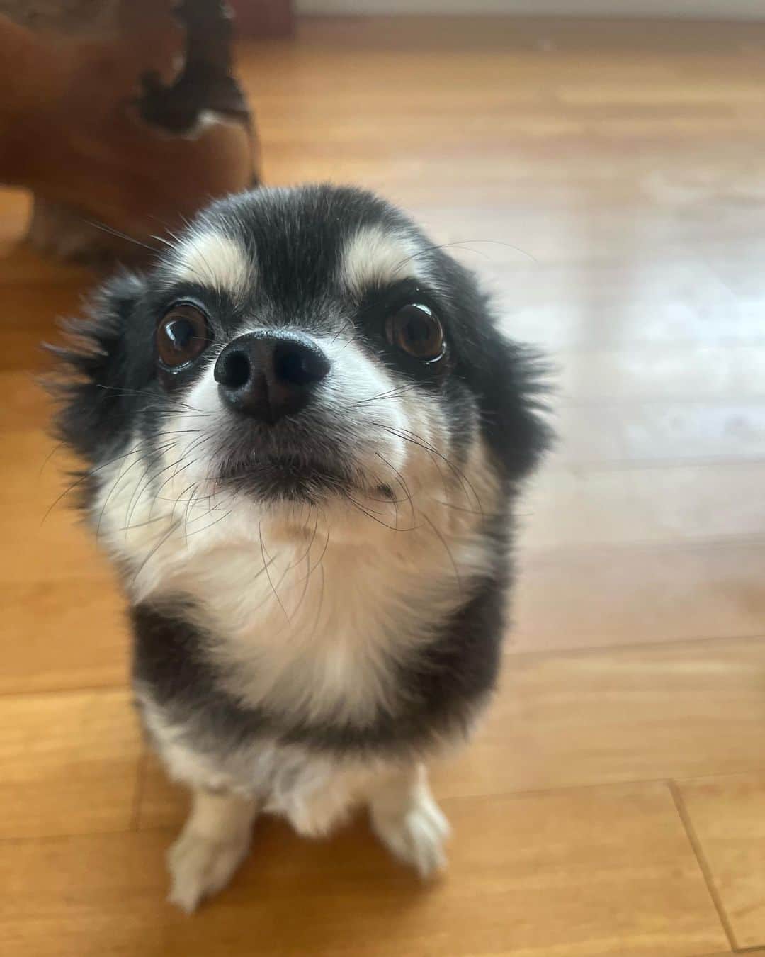 のインスタグラム：「今日のもふもふ🐶  🦴のチャーム付き首輪をゲットし、最近のお気に入りに。 そして、トリミングでお髭カットしてもらっているはずなのだけど、なぜこんなにも生え散らかしてるんだろうか...？眉毛も仙人のような長さに。  まぁ可愛いからいっか😉💓  さて、今日は机に向かってやること やりますか♪  #今日のもふもふ」