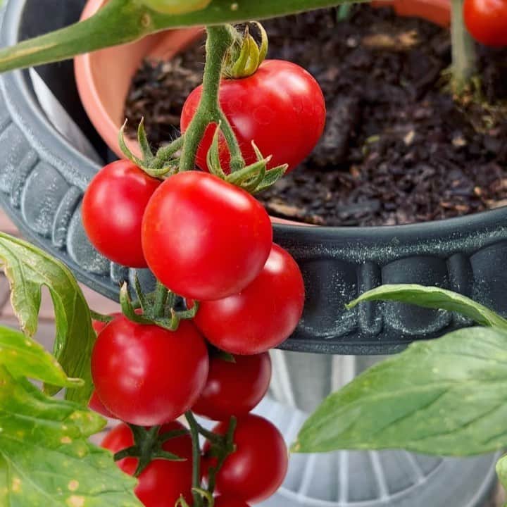 吉田玲奈のインスタグラム：「🍅🍅🍅 トマト収穫祭🍅🥰 #ベランダ菜園 #トマト栽培  #トマト収穫 #糖度が高い  #美味しい  #フルーツトマト #甘いトマト #トマト大好き #リコピン #ベランダ菜園トマト  #reinagarden🌸」