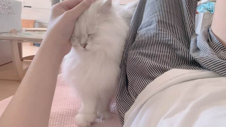 후추네큰언니のインスタグラム：「언니가 이뻐해줄겡 ❤️‍🔥  #후추 #고양이 #cat #냥스타그램」