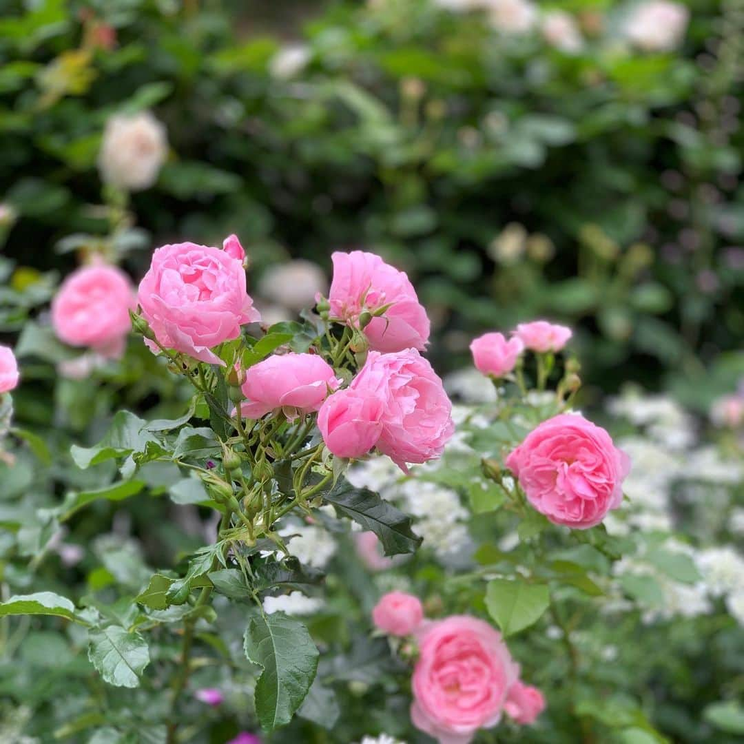 ぱちおまるさんのインスタグラム写真 - (ぱちおまるInstagram)「生命の息吹を感じる夏への輪舞曲🌹💃🍃  #ガーデン巡り #かわいいグラスほしい #スローライフ #海辺暮らし」6月11日 14時06分 - pachiomaru