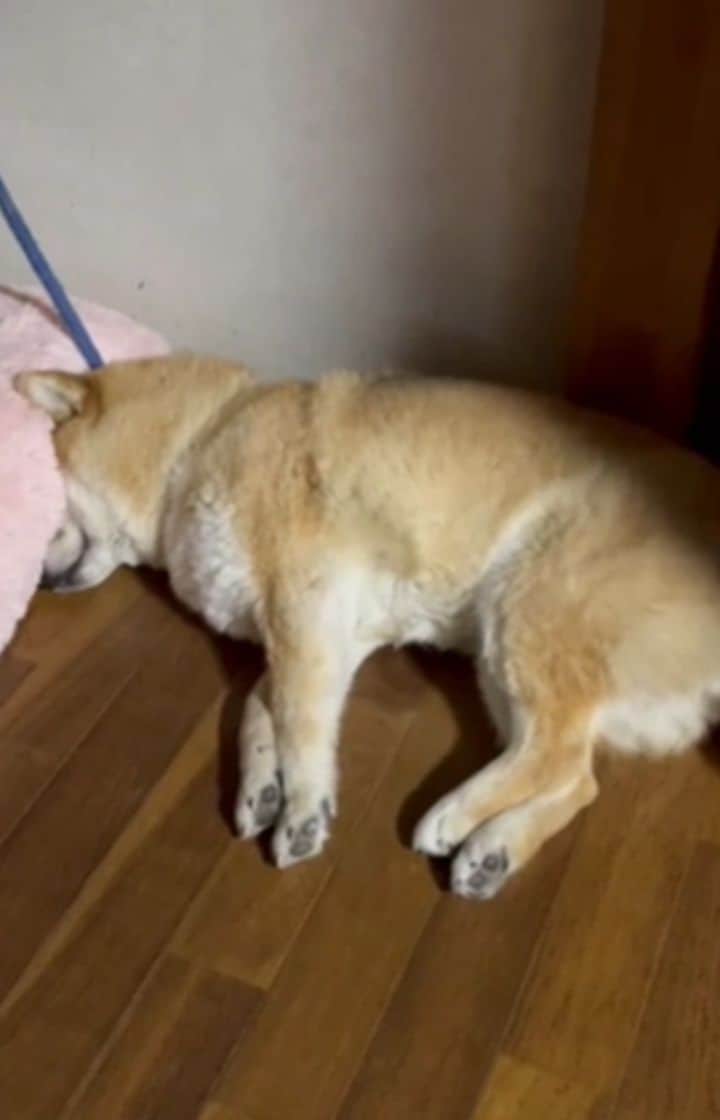 柴犬たま Shibainu Tamaのインスタグラム：「眩しいみたい…ごめんよ…🙈💦  Caption trans🇬🇧 Tama seems to be dazzled… Sorry…🙈💦  #柴犬たま #たママ #たまーば #柴犬動画 #寝顔 #すやすや #ふわもこ #もこもこ #へそ天 #もにょもにょ #柴犬 #shiba #shibainu #shibastagram #犬 #dog」