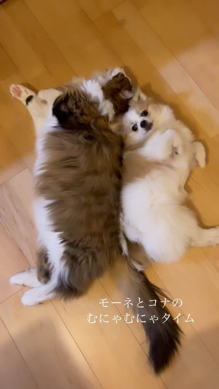 藤巻紗月のインスタグラム：「わんにゃんライフ なかよしなおふたり ＃ノルウェージャンフォレストキャット #ちわまる #犬と猫のいる暮らし」