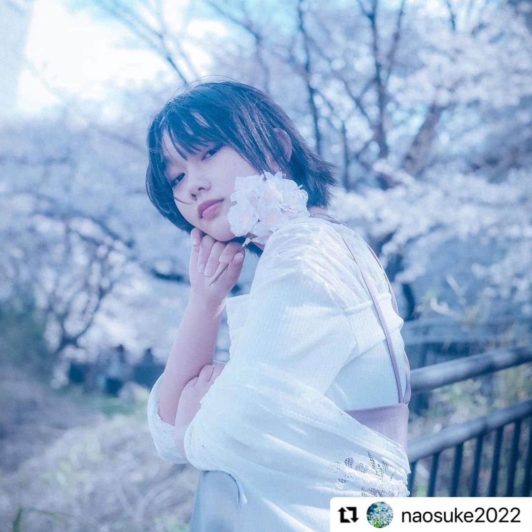 小杉ゆんのインスタグラム：「カメラマン @naosuke2022   #桜 #ポートレート #portrait #モデル」