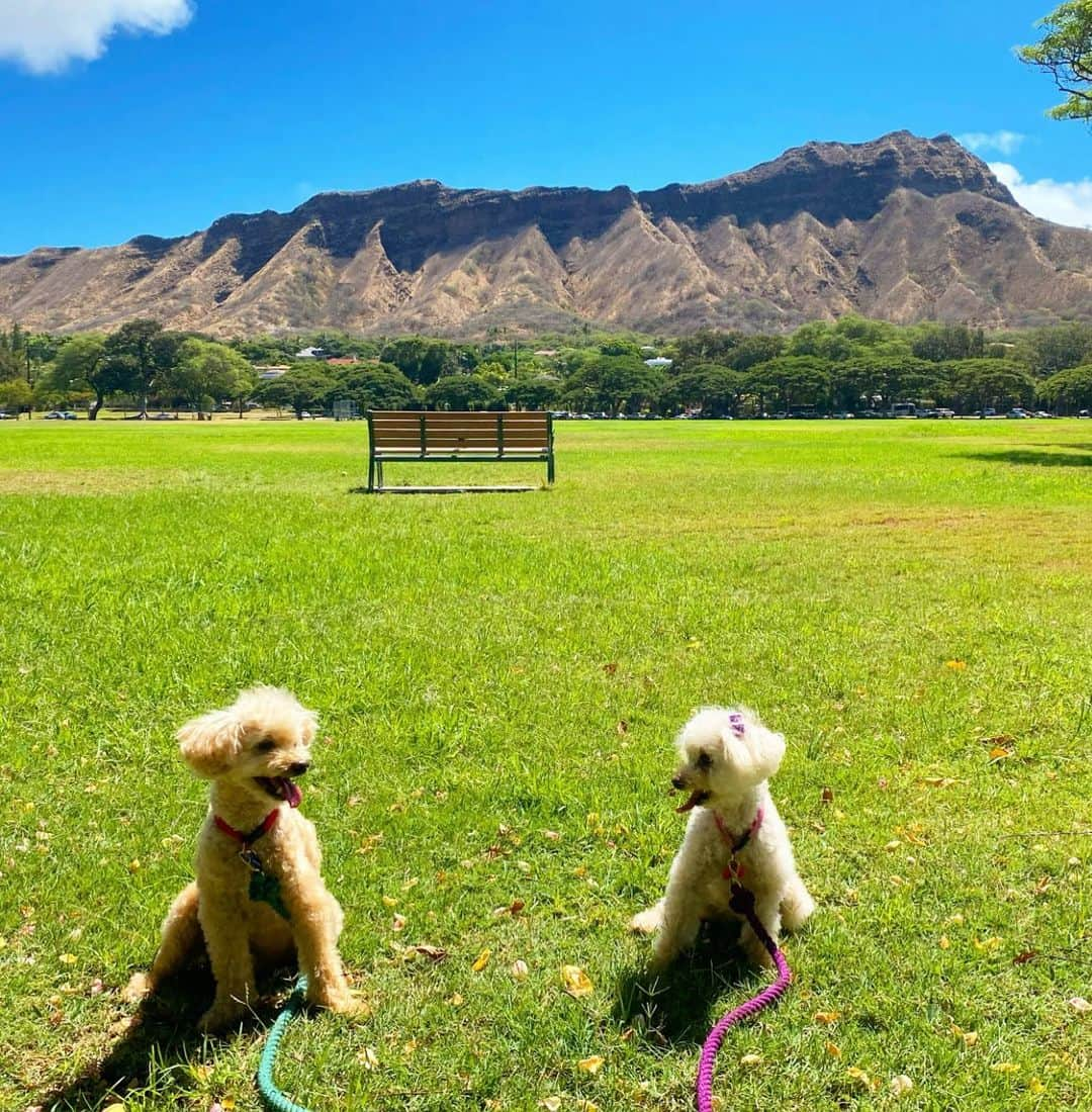 マキ・コニクソンさんのインスタグラム写真 - (マキ・コニクソンInstagram)「Aloha from Diamond Head!! 今日もご機嫌のハワイです！😄 特等席からアロハ！🤙🏼  只今、大阪グランフロント南館で開催されている””The Hawaii @thehawaii.official  は残すところあと2週間！😭  たぁくさんの方々が連日The Hawaiiまで 足を運んでくださっています！ 本当に嬉しいです！😭  ハワイを大阪に連れて行って 本当に本当に良かった！😊 リピーターが多いんだよっ！☺️ 開催初日から週1で通って下さってる方が たぁくさんいらっしゃいます！ 有難いと感謝の一言です！🙏🏻  6/26まで気を抜かずに 頑張りますので是非！是非！ 遊びに来て下さいね！ スタッフ一同お待ちしています！  私も来週から大阪に行きます！ 🌺→✈️→🏯  今日もニコニコ口角あげて ワクワクする1日を過ごそうね！  #エアハワイ🌺  #ハワイのおすそ分け🤙🏼  #気持ちだけでもハワイ😊  #thehawaiibymaki  #ハワイを大阪に連れて来ちゃいました🏯  #連日賑わっております #皆様のおかげです 🙏🏻 #ハワイラバーズ万歳🙌🏼」6月12日 10時51分 - makikonikson