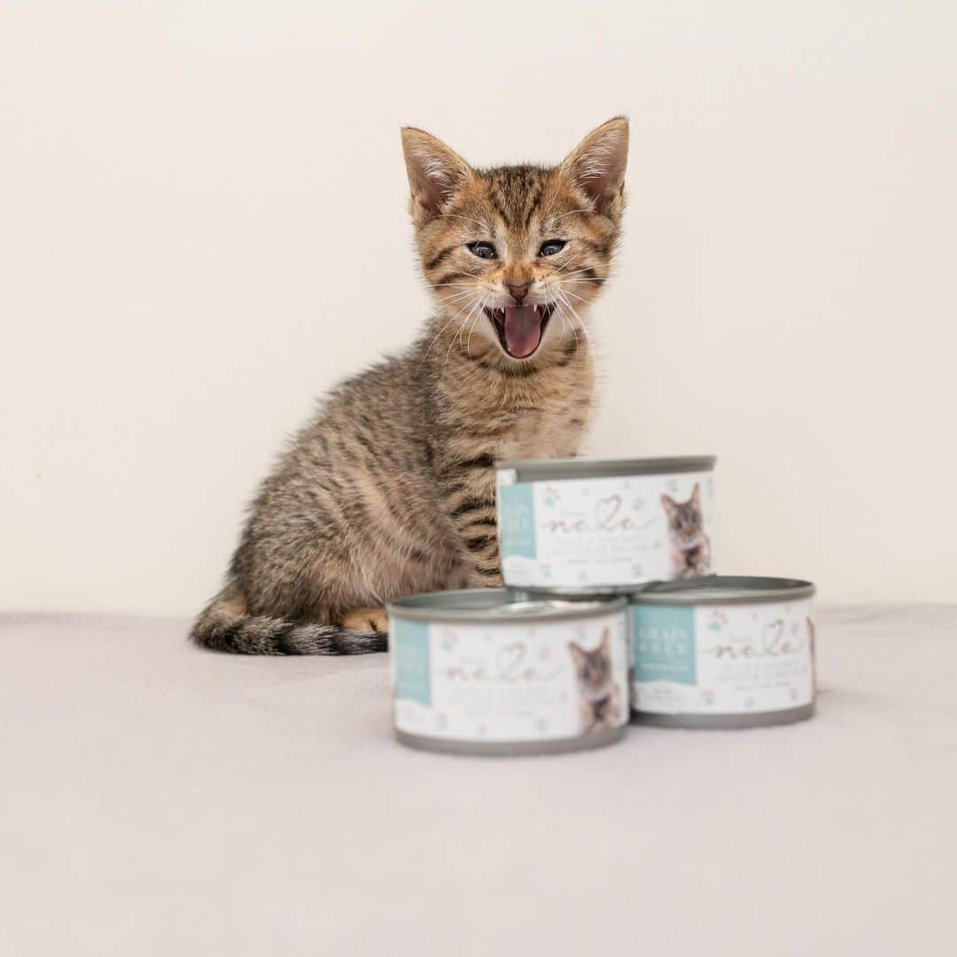 The Cats Of Instagramのインスタグラム：「Several years ago I met the people and the fur babies from the @nala_cat crew and at the time, I had no idea what great friends they would become. I’ve had the privilege of being included with many of their projects along the way and I’ve also had the privilege of watching them help countless kitties along their journey. When they started @lovenalaco it was obvious that they were creating not only a legacy for Nala, but also an incredible company that would help feed kitties in need. And have they ever! @lovenalaco donated 54,000 meals to @kittenrescuela and @straycatalliance and they’re just getting started! What an honour it is being part of their extended cat crew and to count these humans as such great friends.」