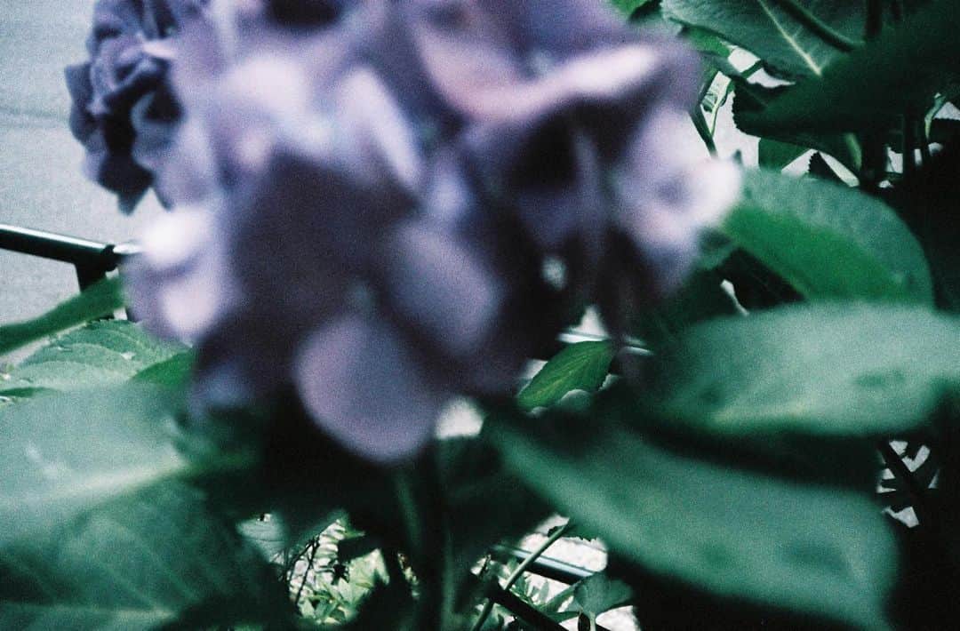 中川絵美里さんのインスタグラム写真 - (中川絵美里Instagram)「☂️ 思い切りぼやけてますけど、このフィルムの色味がとても好みでした✌︎ #konicac35#romography」6月12日 13時27分 - emiri_nakagawa