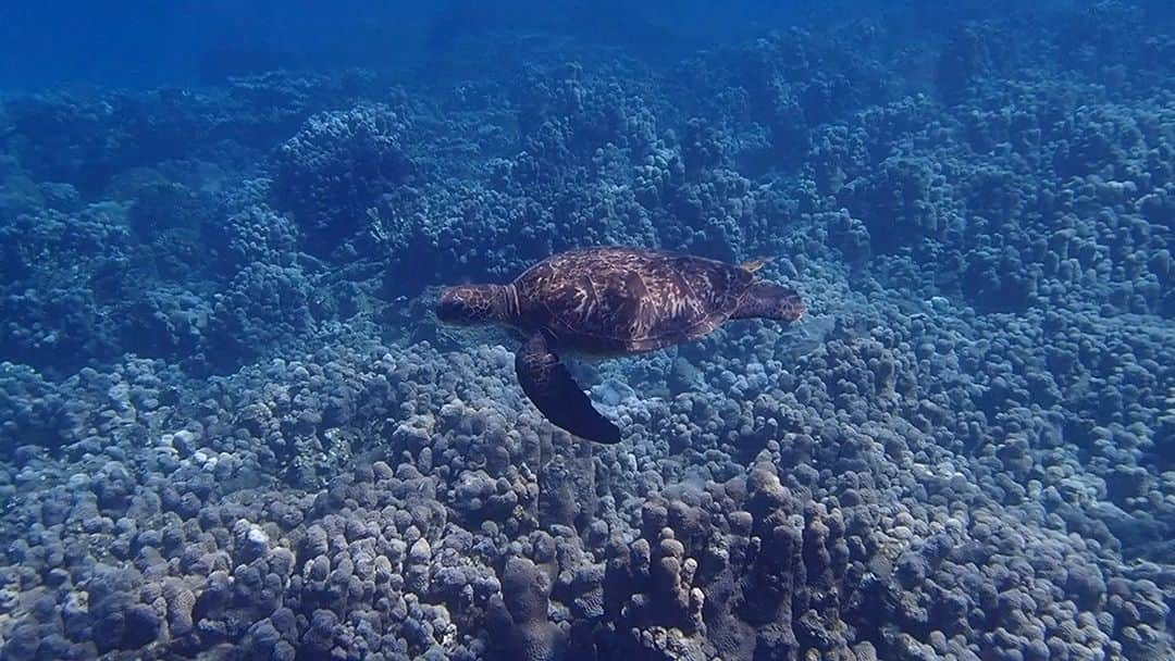 小笠原村観光協会のインスタグラム：「🐢  お休みの日に晴れていたので #宮之浜 でシュノーケリングしてきました🐠  ビーチでも透明度が高く 太陽の光で水中がキラキラしていてとても綺麗でしたよ😉✨  #アオウミガメ  と一緒にのーーーんびり泳ぎました😆 あまりにもゆっくり沖に向かって泳ぐので うっかりブイの外までついて行くところでした😅  みなさんも海遊びする時は楽しすぎて周りが見えなくならないように気をつけてくださいね😌  #カメ  #ウミガメ  #ウミガメと泳ぐ  #アオウミガメ  #ボニンブルー  #世界自然遺産  #小笠原諸島  #父島  #島暮らし  #離島暮らし  #海のある生活  #海のある暮らし  #海のある風景  #ダイビング  #シュノーケル  #ダイビング好きな人と繋がりたい  #夏休み  #夏休み旅行  #南の島  #ogasawara  #boninisland  #boninblue  #ogasawaralove  #diving」