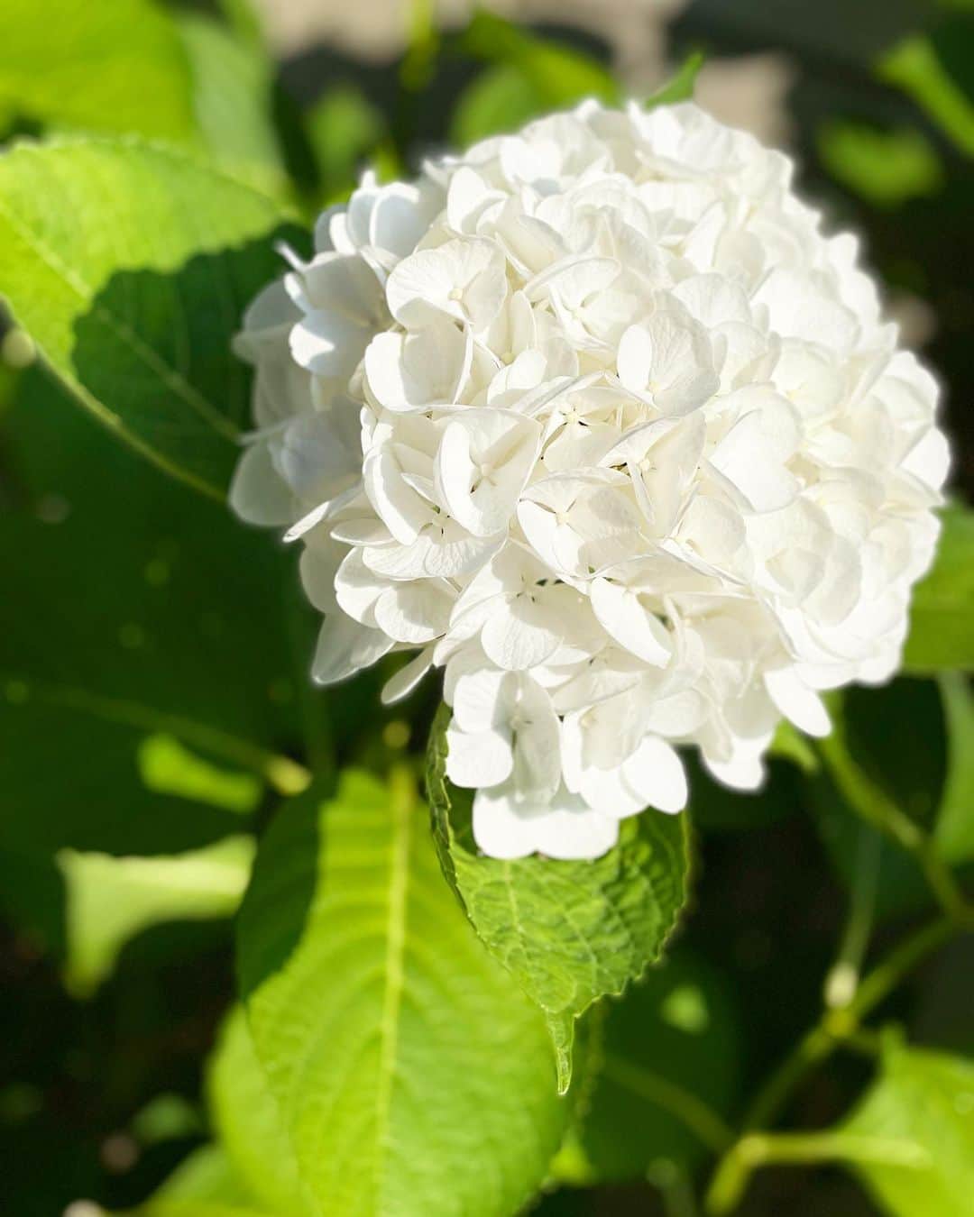 のインスタグラム：「🫧  #定期的nature  #紫陽花　 #梅雨　  紫陽花の季節ですね☔️」