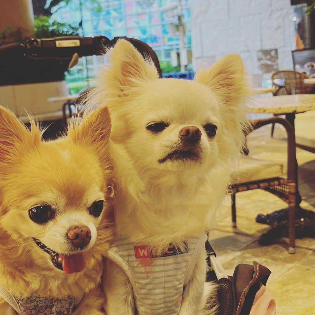 HISASHIのインスタグラム：「#chihuahua 目👀🌱」