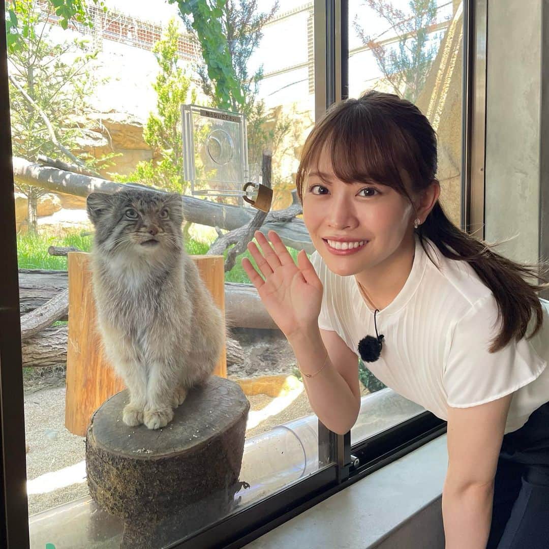 高木由梨奈のインスタグラム：「出演情報です📺✨  明日6/14 20:49〜 BSテレ東「MY BEST WAY」に出演させていただきます🚙！ 今回は栃木県の那須どうぶつ王国にお邪魔しました🐈‍⬛✨ スナネコやマヌルネコに癒された後は絶景を眺めながらのランチ🏔  放送後はYouTubeにもアップロードされますので見られない方は是非そちらでご覧ください💭😌  #mybestway #那須どうぶつ王国 #スナネコ #マヌルネコ #ヤマネコランチ」