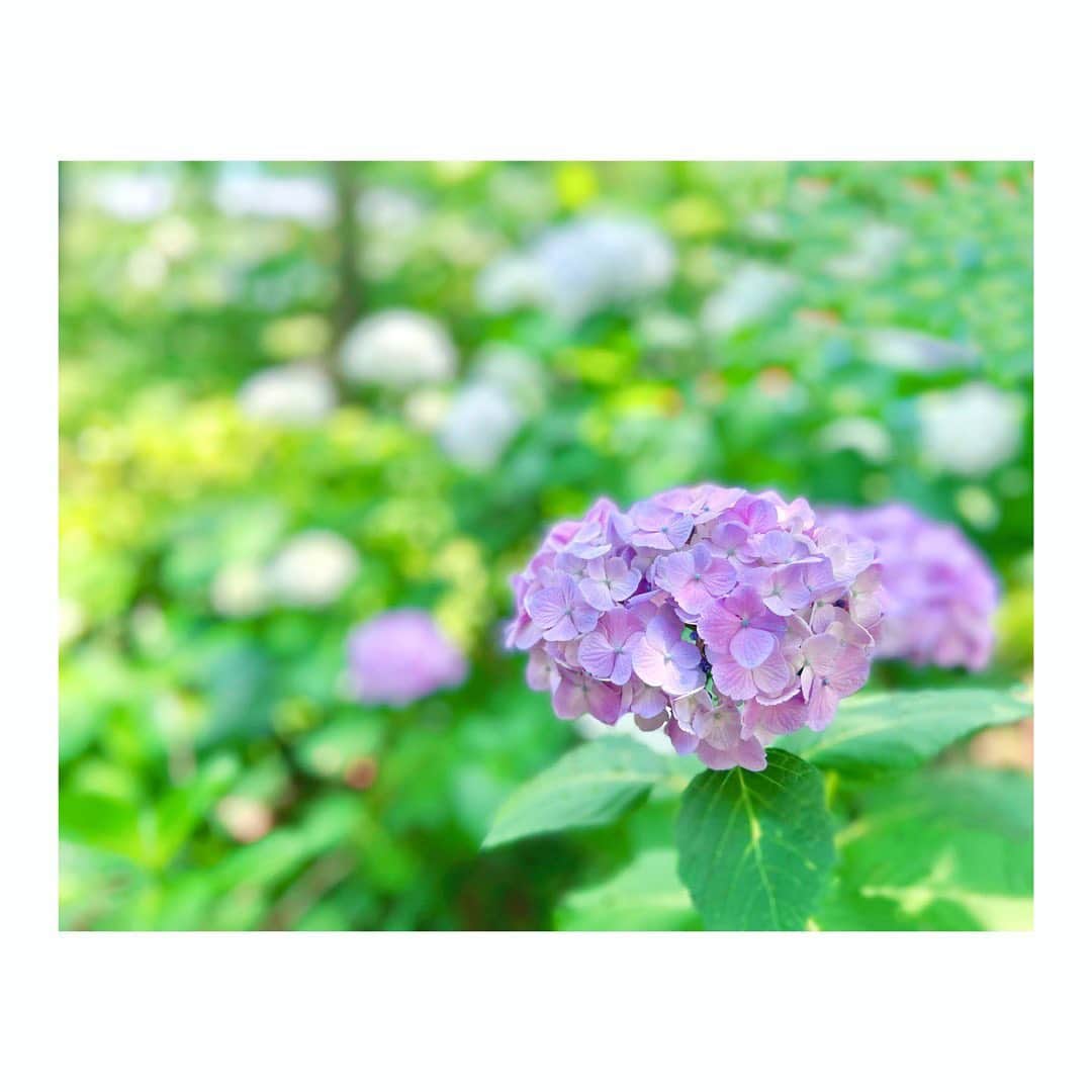 宮本笑里のインスタグラム：「おはようございます。  今日も皆さまが 穏やかに包まれ 笑顔が溢れますように。  #紫陽花  #flower　#ajisai」