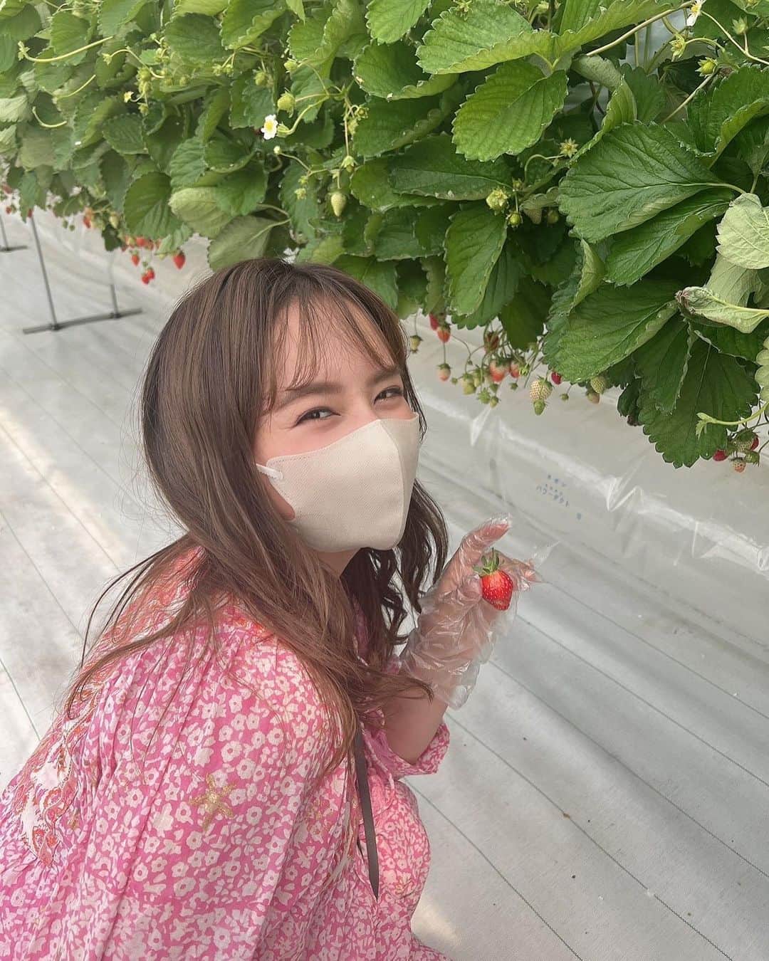 のインスタグラム：「いちご狩りの思い出たち🍓」
