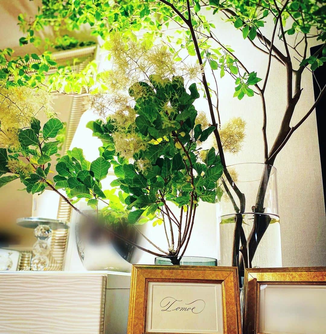 珠洲春希さんのインスタグラム写真 - (珠洲春希Instagram)「緑がもりもりで森のようなリビング。窓を開けるといい風が通り、とても気持ちが良いです🍃  仕事は落ち着いたのですが、決めなくてはいけない事が沢山あり、あたふたとする6月です🕊」6月13日 11時17分 - harukisuzu54