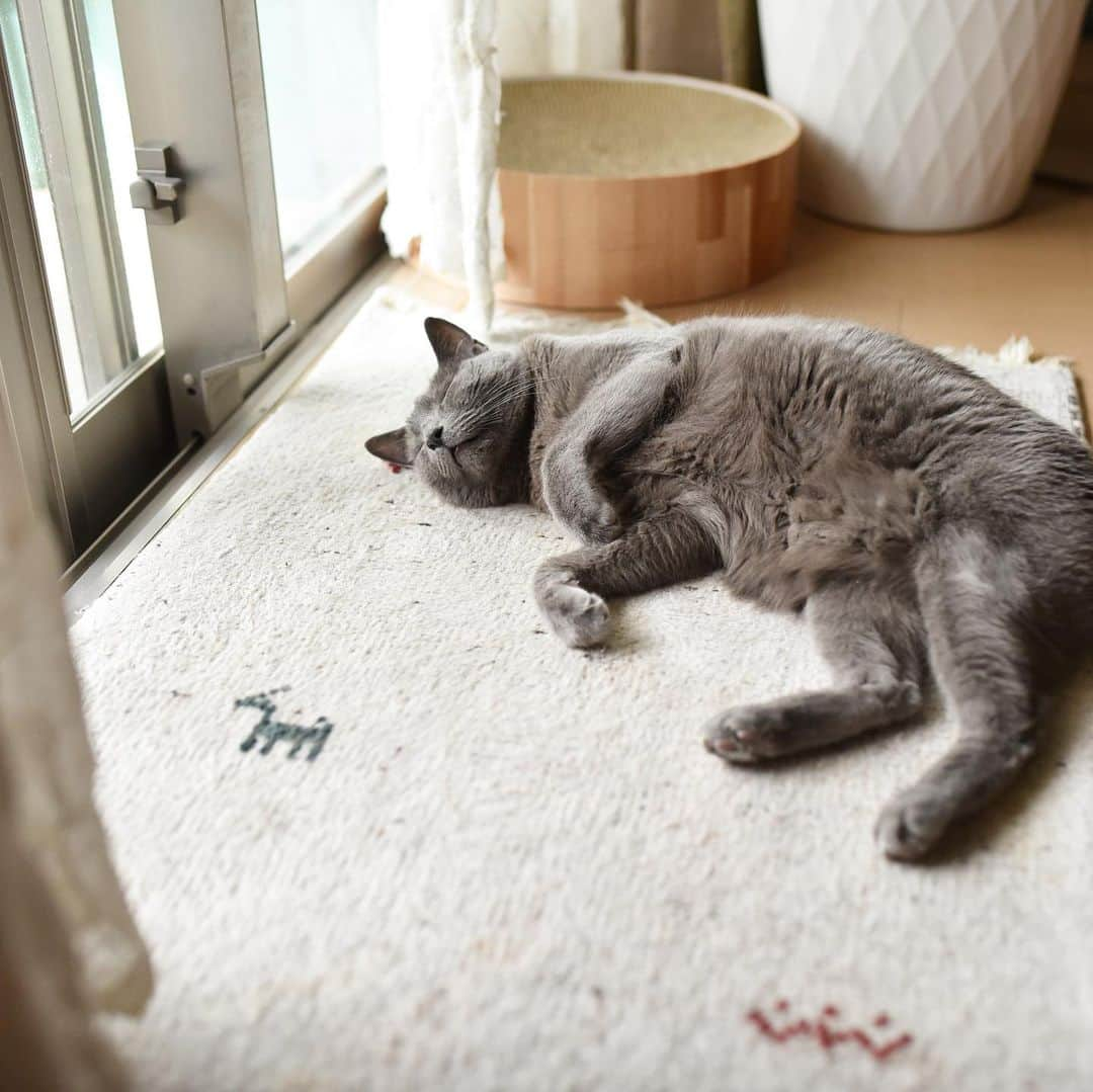 Hari?さんのインスタグラム写真 - (Hari?Instagram)「まだ月曜日かぁ〜🌀🌀🌀 #ihatemondays #azumi #kotetsu #シニア猫  #cat #russianblue #猫 #ねこ #ロシアンブルー #chat  #gato #greycat  #greeneyes #emeraldeyes #ふわもこ部 #にゃんすたぐらむ  #みんねこ  #INSTACAT_MEOWS #catstocker #meowsandwoofs #excellent_cats #meowvswoof  #TopCatPhoto  #cutepetclub #IgAnimal_Snaps #cat_features #bestmeow #petoftoday」6月13日 19時05分 - koteazu2