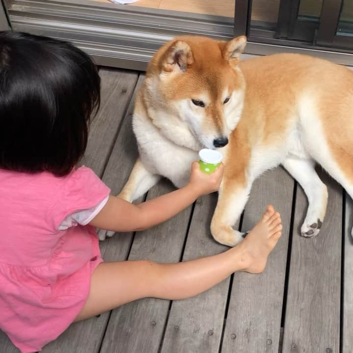 舞名里音のインスタグラム：「🦊👧 おままごとに 付き合う じゃじゃまる。 (^◇^;)ww  #子守り #おままごと #ごくろうさまです #じゃじゃまるとメイ #兄妹 #柴犬 #じゃじゃまる #お兄ちゃん #水分補給 #おもちゃ #今日も素敵な一日を」