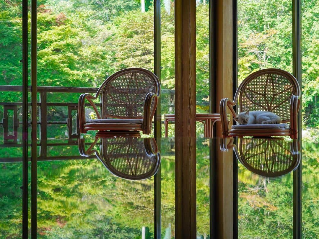田島知華さんのインスタグラム写真 - (田島知華Instagram)「【Japan🇯🇵Saga】 佐賀県唐津市にある環境芸術の森。 新緑の美しい初夏に訪れたい、佐賀の素敵なスポットです🌱 100年前に建てられた風遊山荘では、鏡面のテーブルに反射する森を眺めながら休憩することができます。 そよ風が吹き、草木が揺れる音や鳥の鳴き声しか聞こえない空間。ここだけ時空が違う場所ではないかと錯覚するくらい、ゆっくりと心地良い時間が流れていました。  ちょうど他にお客さんがいなかったので椅子に座ってのんびりしていたら、お隣にネコちゃんが…🐈♡ Copyright © TAJIHARU  PENTAX K-1 MarkⅡ  HD PENTAX-D FA 15-30mmF2.8ED SDM WR _ #たじはるトリップ #TAJIHARU_japan #日本 #九州 #佐賀 #環境芸術の森 #日本の夏 #リフレクション #カメラ女子 #九州旅行 #国内旅行 #japan #kyushu #saga #japantrip #reflection #igersjp #ptk_japan #photo_jpn #lovers_nippon #japan_daytime_view #bestjapanpics #beautifuldestinations #earthpix #discoverearth #wonderful_places #awesome_phototrip」6月14日 18時32分 - haruka_tajima