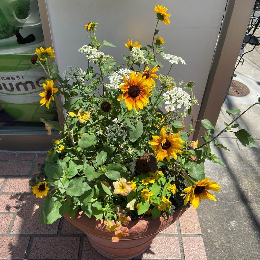 城北不動産のインスタグラム：「店頭の寄せ植えが「夏」バージョンに かわりました！ 梅雨空で変わりやすいお天気ですが、この向日葵を見ていると元気が出ます♪ やっぱりお花の持つパワーって素晴らしいです(^o^)丿 . まだまだ寒暖差が激しいですが、みなさま体調にはくれぐれもお気を付けくださいませ。  #城北不動産　#新築戸建　#一戸建て #現地販売会　#寄せ植え　#ひまわり　　#向日葵　#氷川台　#練馬　#桜台　#赤羽　#保護犬　#ラブラドールレトリバー」