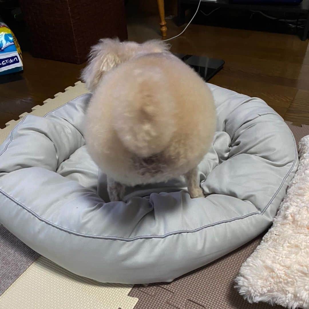 大迫マミのインスタグラム：「🍑🐾」