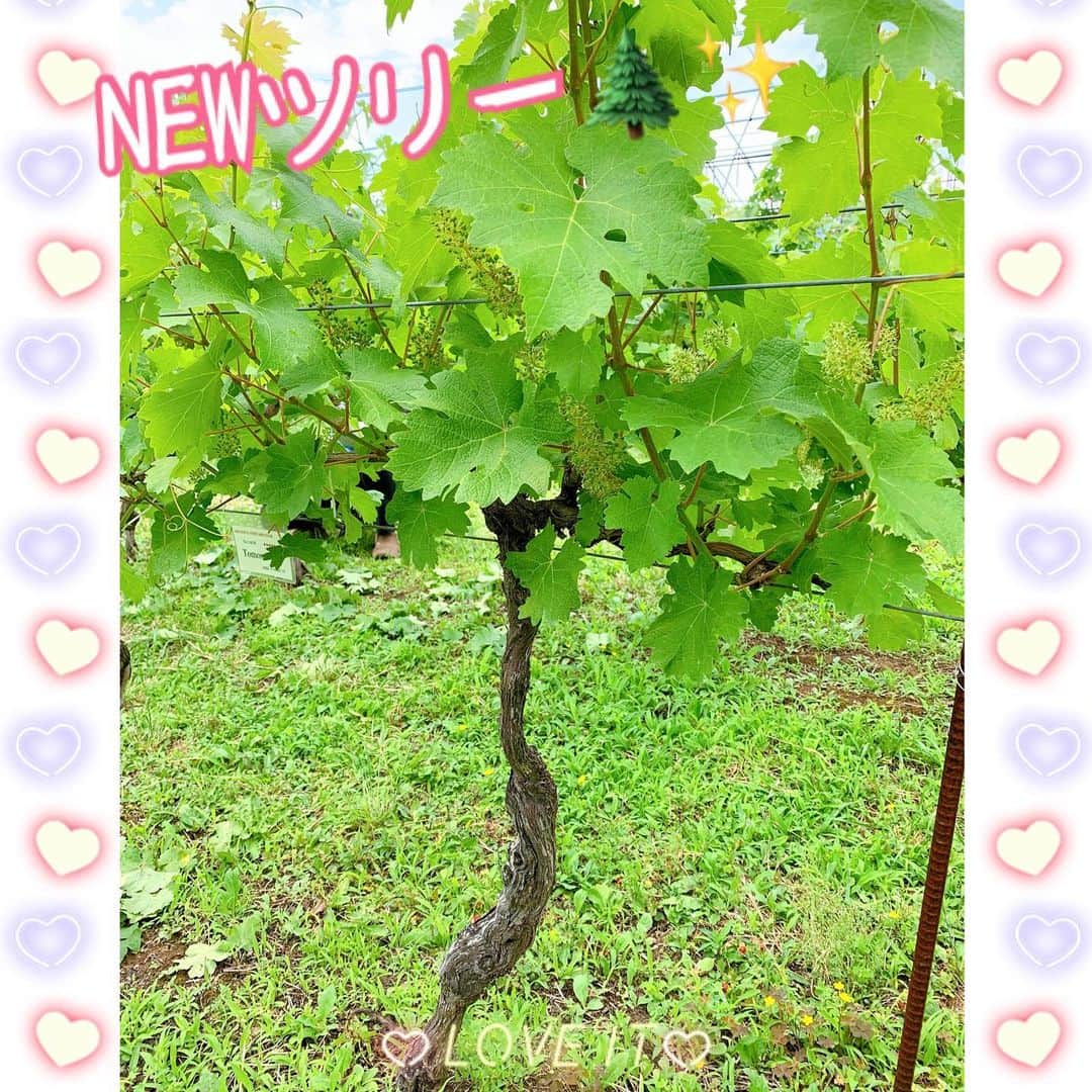 佐藤智美さんのインスタグラム写真 - (佐藤智美Instagram)「#奥野田ワイナリー #OVC …の、作業に参加してまいりました!!  今回の作業はブドウの樹の #除葉作業  この日はいよいよ 新しい「樹」とご対面〜〜✨✨  ブドウの房部分の風通りを良くし、 またボルドー液散布の際 薬剤がかかりやすくなるよう 余分な葉を取り除きました  この作業… 慣れると楽しくて クセになっちゃんですよね〜  作業後はお楽しみの #ランチ  この日は少し暑い中食べると めちゃくちゃ美味しい マダムお手製の #グリーンカレー 付きのお弁当!!!  腹ペコでがっついて食べたにも かかわらず… 帰り道で立ち寄ったワインとお料理が 楽しめるお店でもしっかり 食べて帰りましたww  全てが「神対応」の素敵な お店なので 宣伝しちゃいます〜 駅前にあるのでぜひ〜〜😉💕  #chardonnay  #sakurazawachardonnay #グリル＆ワイン #grill&wine #domaineponkothu #jalopy #ワイナリー #剪定 #ワイン用ブドウ #wine #vine #winery #pruning #vsp #cabernetsauvignon #カベルネソーヴィニヨン」6月14日 13時21分 - tomo_monmon