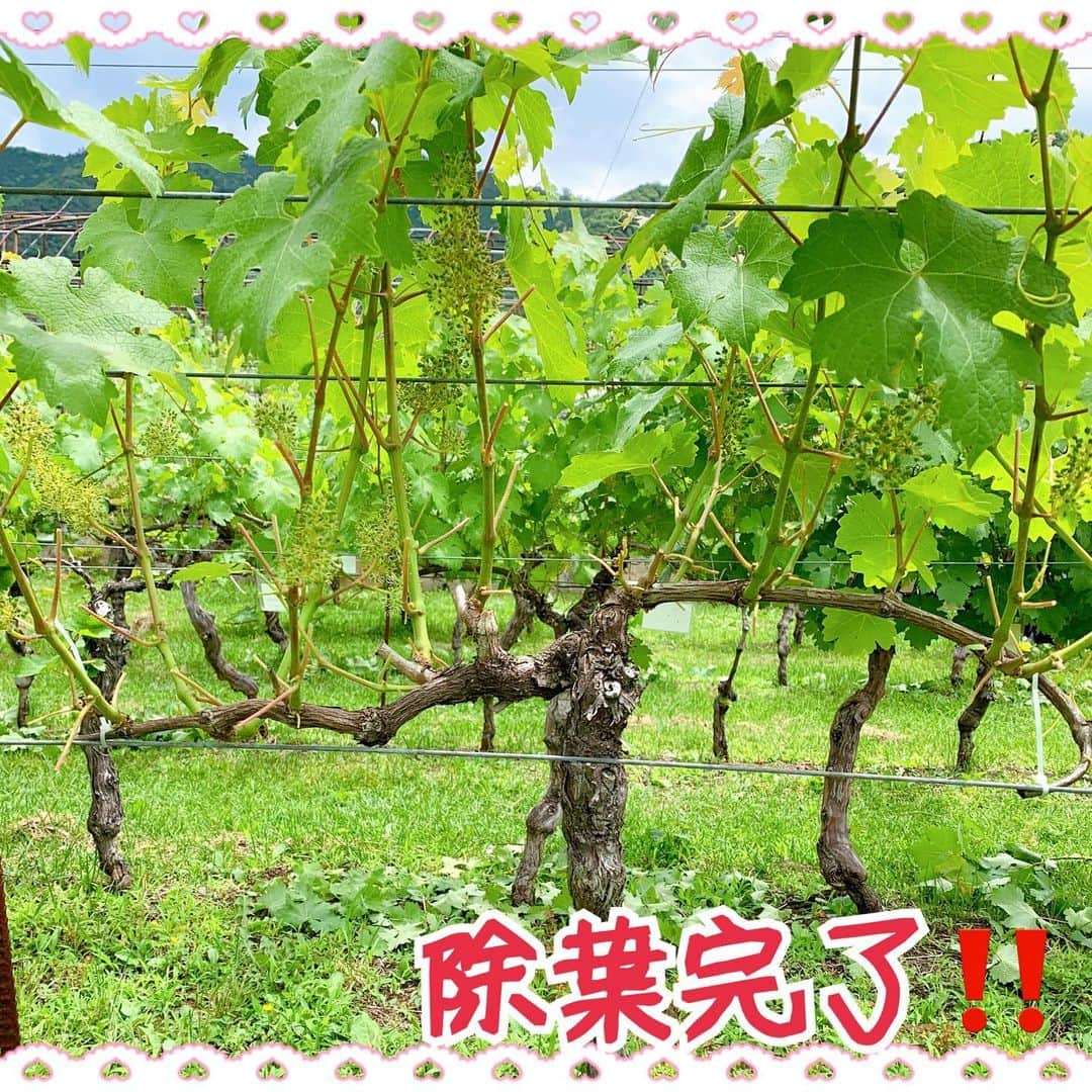 佐藤智美さんのインスタグラム写真 - (佐藤智美Instagram)「#奥野田ワイナリー #OVC …の、作業に参加してまいりました!!  今回の作業はブドウの樹の #除葉作業  この日はいよいよ 新しい「樹」とご対面〜〜✨✨  ブドウの房部分の風通りを良くし、 またボルドー液散布の際 薬剤がかかりやすくなるよう 余分な葉を取り除きました  この作業… 慣れると楽しくて クセになっちゃんですよね〜  作業後はお楽しみの #ランチ  この日は少し暑い中食べると めちゃくちゃ美味しい マダムお手製の #グリーンカレー 付きのお弁当!!!  腹ペコでがっついて食べたにも かかわらず… 帰り道で立ち寄ったワインとお料理が 楽しめるお店でもしっかり 食べて帰りましたww  全てが「神対応」の素敵な お店なので 宣伝しちゃいます〜 駅前にあるのでぜひ〜〜😉💕  #chardonnay  #sakurazawachardonnay #グリル＆ワイン #grill&wine #domaineponkothu #jalopy #ワイナリー #剪定 #ワイン用ブドウ #wine #vine #winery #pruning #vsp #cabernetsauvignon #カベルネソーヴィニヨン」6月14日 13時21分 - tomo_monmon