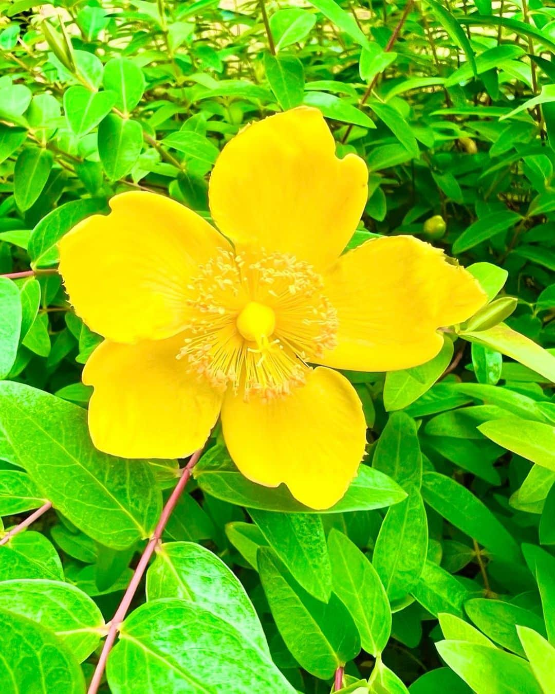 笙乃茅桜のインスタグラム：「暑い日が続きますね💦 通りすがりに存在感抜群の花に遭遇。  金糸梅🌼 花言葉は｢きらめき｣｢太陽の輝き｣ 今の季節にピッタリ！！」