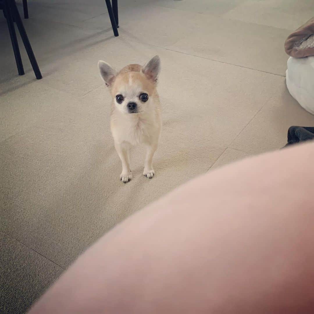 まち(Machi)のインスタグラム：「. お久しぶりです〜🙋‍♀️🙋‍♀️ . #chihuahua #chihuahuas #dog #instadog  #weeklyfluff #doglover #chihuahualove #ふわもこ部 #choco #azuki #omochi #チワワ #ちわわ #犬 #スムチー #ロンチー #ちわすたぐらむ #いぬすたぐらむ #ちわわ部」