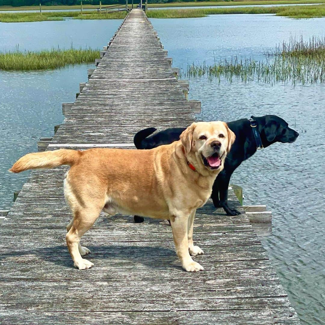 Huckさんのインスタグラム写真 - (HuckInstagram)「All smiles because only 3 days till my birthday! 🐾💙🎉  . . . . . . . #talesofalab #yellowlabsquad #labs_of_insta #yellowlabsofinstagram #fab_labs_ #labrador_class #labphotooftheday #labradorretriever #worldofmylab #yellowlaboftheday #labsofinstagram #tongueouttuesday #dogsofinstagram #labs_of_instagram #dogstagram」6月15日 2時58分 - yellow_lab_named_huck