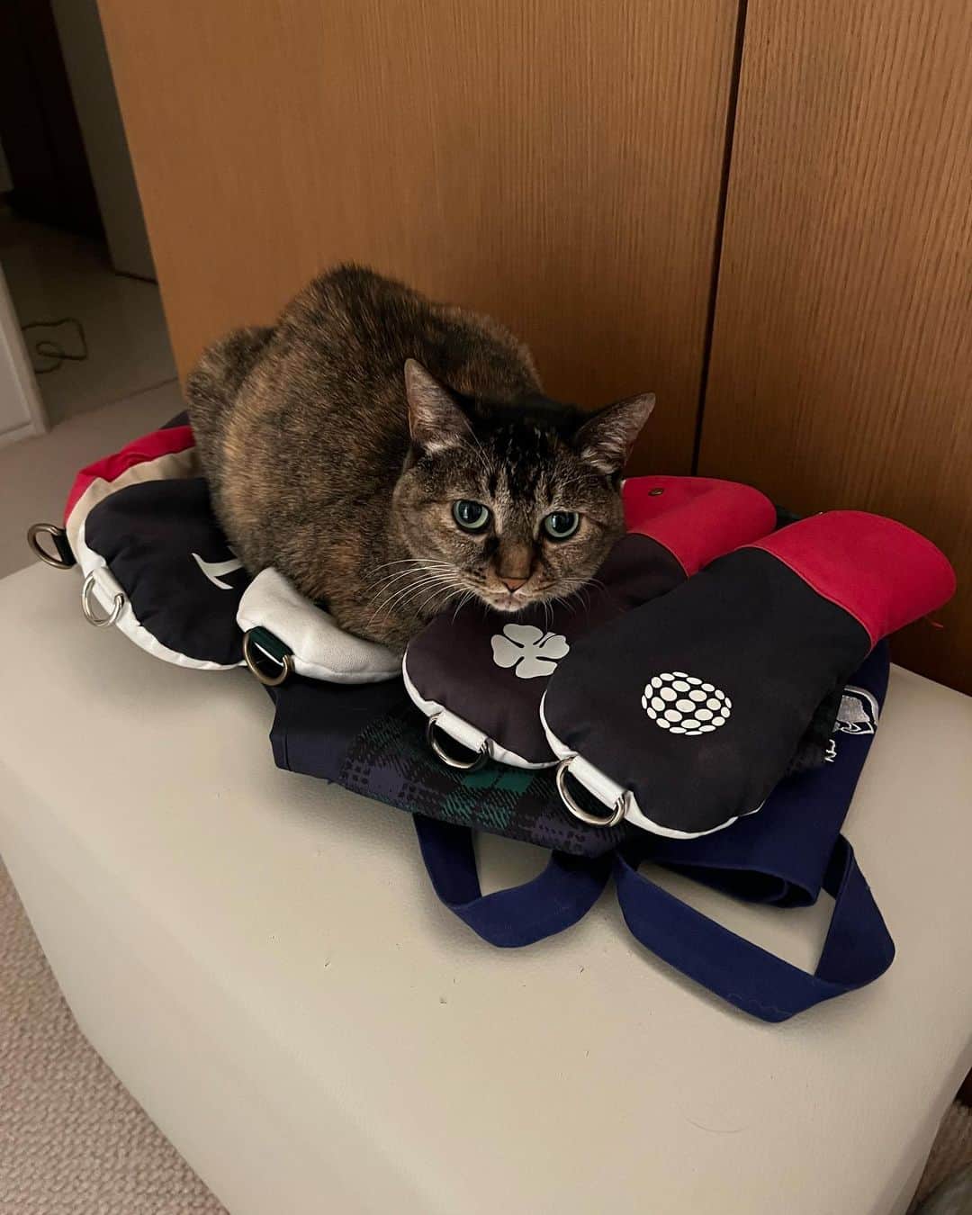 黒田知永子のインスタグラム：「. ヘッドカバー⛳️を温める…🐈  雨に濡れたので乾かしてるんだけどな〜  #何かあると必ず乗るタイプ #また雨が降ったゴルフ😭 #cat #猫#ねこ #ごまとろむぎ  #皆様雑種 #黒田むぎ #黒田知永子  #chiekokuroda」