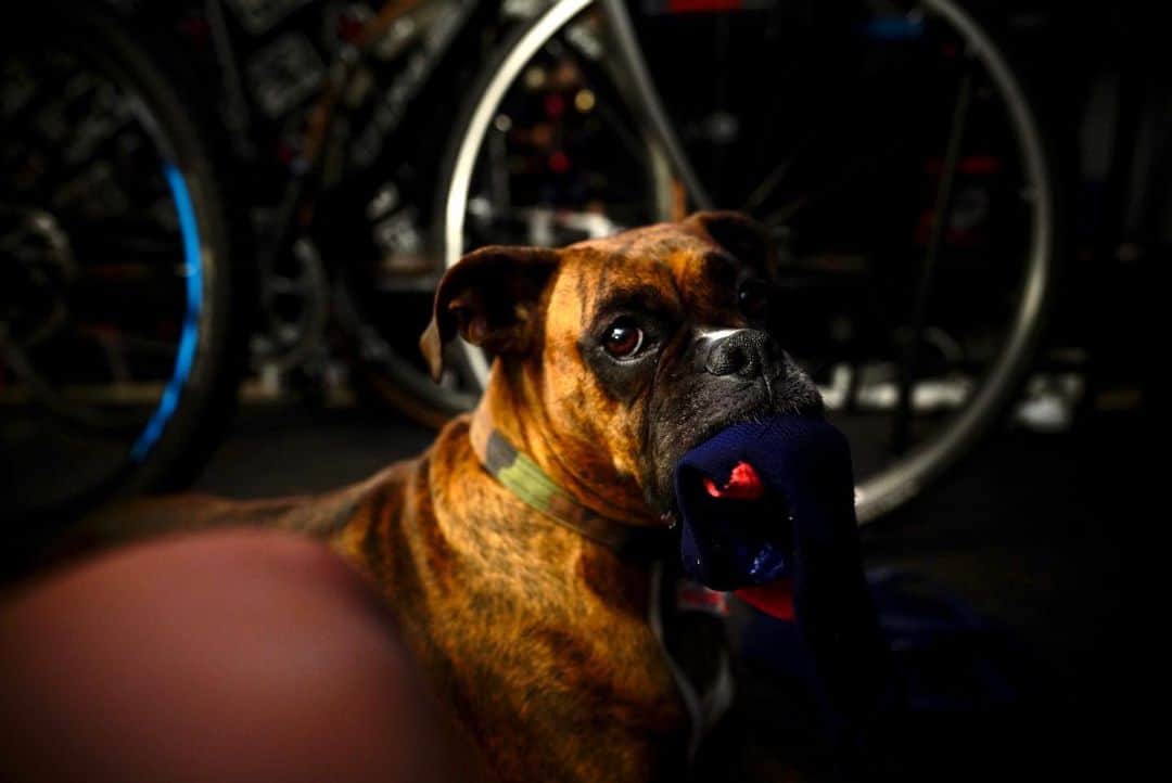 土井雪広のインスタグラム：「Hey hey hey… this is  my socks…. #boxerdog」