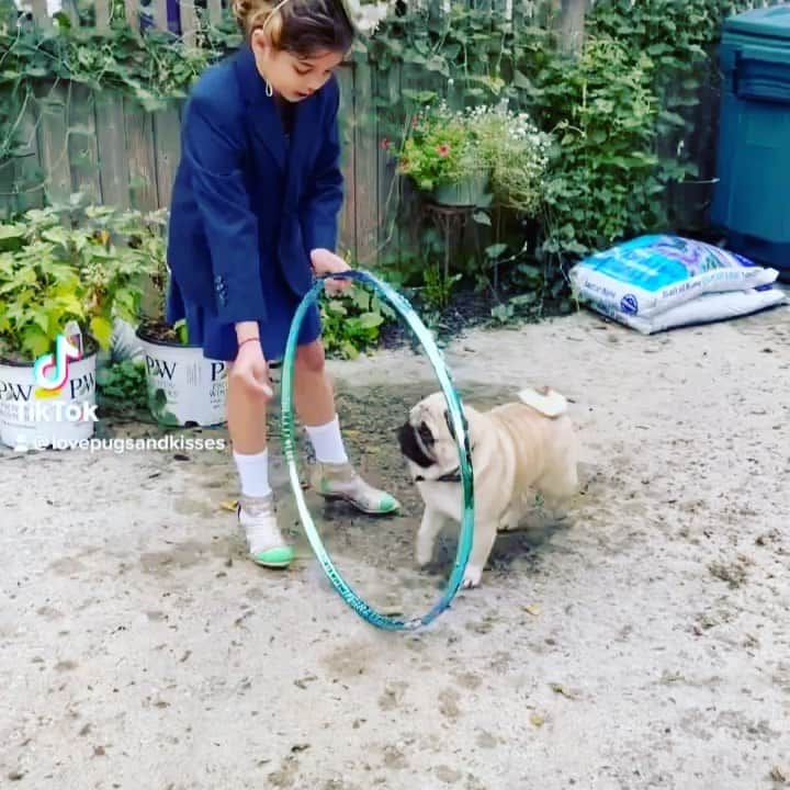 pugsofinstagramのインスタグラム：「A brilliant little ringmaster leading with 💕 and treats! Please follow @lovepugsandkisses !」
